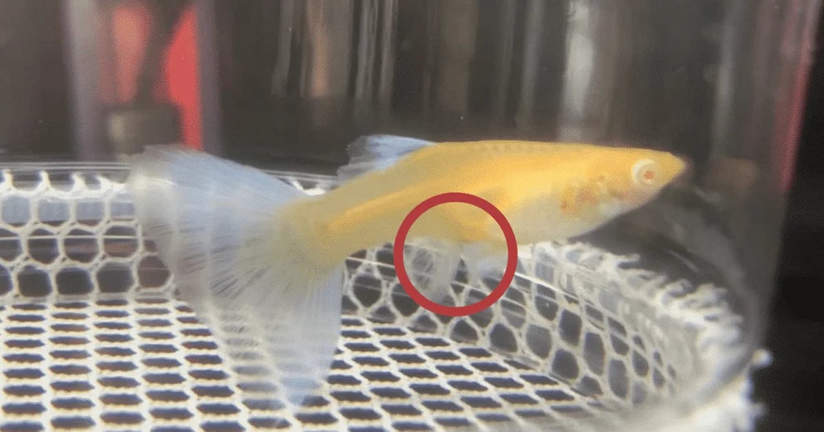 孔雀魚懷孕徵兆全圖解：肚子黑黑就是嗎？懷孕週期與隔離時機