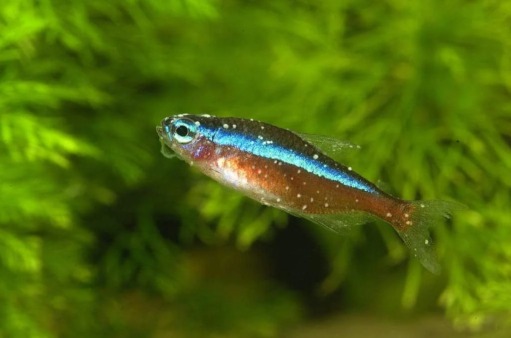 魚缸白點病4個關鍵步驟，徹底根除白點的完整指南