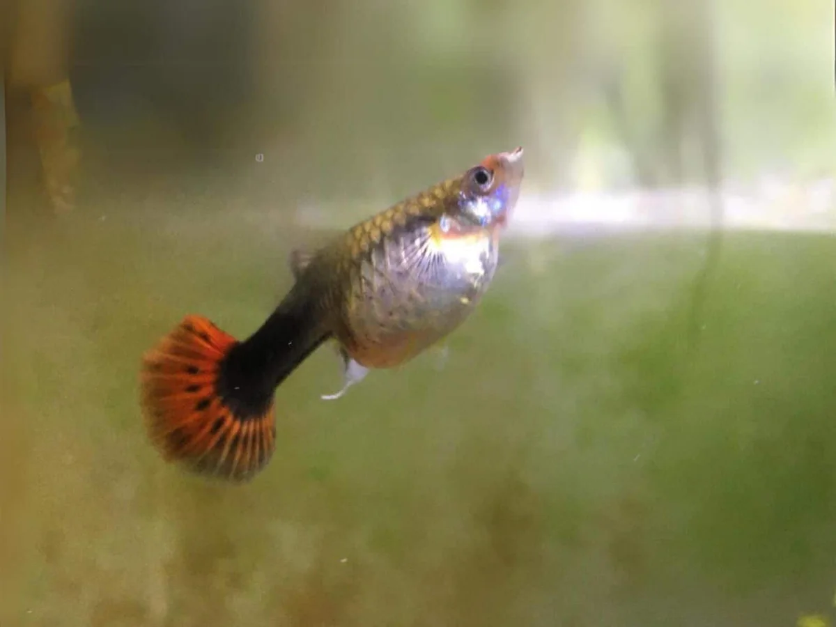 孔雀魚難產完整指南 - 症狀識別與 4 大緊急處理方法 | 孔雀魚先生