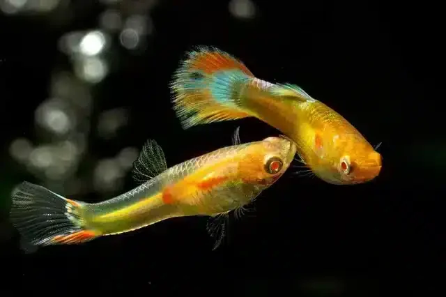 孔雀魚公母要分開養嗎？3大好處告訴你（附公母分辨圖解）