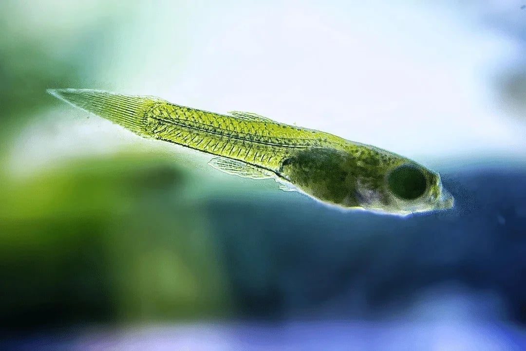 孔雀魚針尾病完整指南：幼魚症狀識別與緊急處理方法