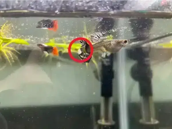 教你辨識孔雀魚燒尾和爛尾的特徵、原因以及治療指南