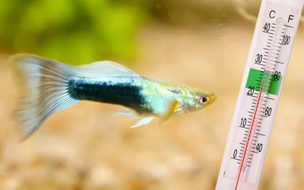 孔雀魚怕冷嗎？冬天水溫幾度才安全？加溫棒省電設定教學