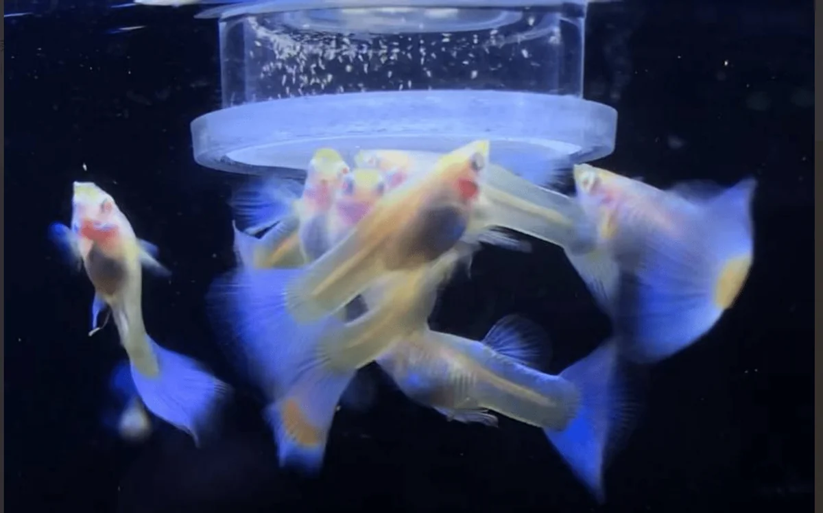 |好物推介|養魚必備!解決喂食困擾的豐年蝦喂食器