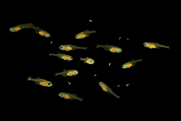 豐年蝦孵化超簡單!免打氣、高孵化率的 3 種懶人法(新手必看)