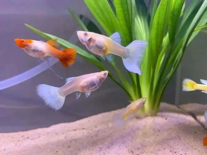 近親繁殖如何長遠影響孔雀魚壽命