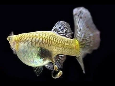 Guppy Reproducation