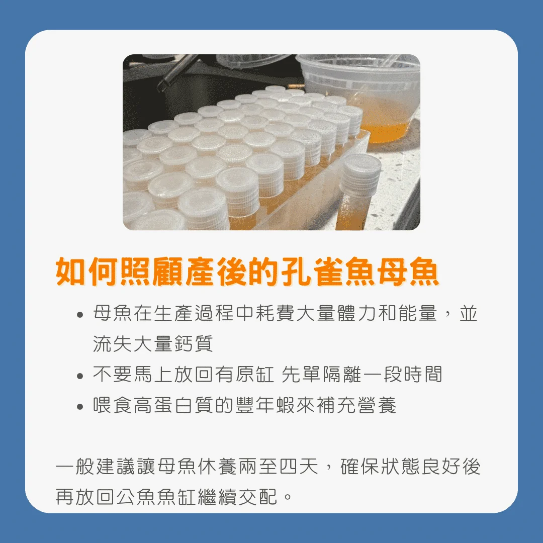 生產指南孔雀魚生產前兆及隔離方法和其注意事項_如何照顧產後的孔雀魚母魚