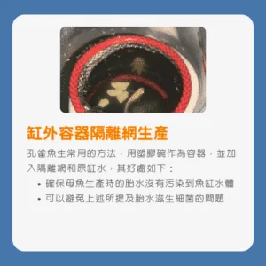 孔雀魚生產隔離方法和注意事項
