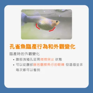 生產指南孔雀魚懷孕生產前兆及隔離方法和其注意事項_孔雀魚臨產行為和外觀變化2