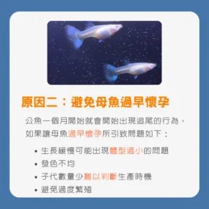 生產指南孔雀魚懷孕生產前兆及隔離方法和其注意事項_孔雀魚臨產行為和外觀變化