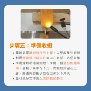 豐年蝦孵化指南豐年蝦準備收蝦