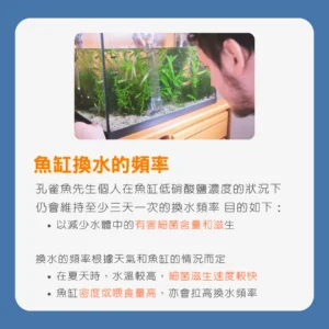 孔雀魚換水指南：換水的細節及維持水質的關鍵技巧_魚缸換水的頻率1