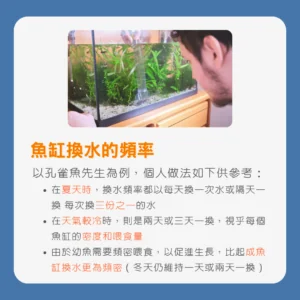 孔雀魚換水指南：換水的細節及維持水質的關鍵技巧_魚缸換水的頻率2