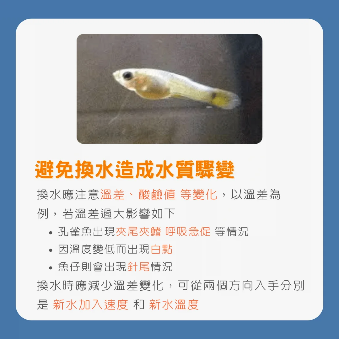 孔雀魚換水指南：換水的細節及維持水質的關鍵技巧_避免換水造成水質驗變