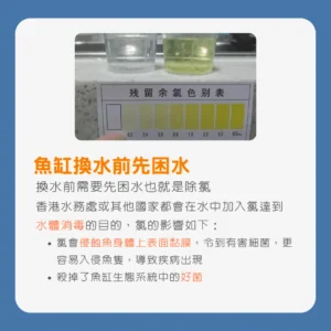 孔雀魚換水指南：換水的細節及維持水質的關鍵技巧_魚缸換水前先困水