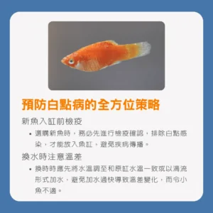 預防白點病的全方位策略