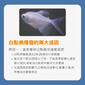 白點病爆發的兩大成因１