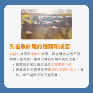 孔雀魚針尾的種類和成因