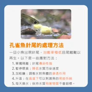孔雀魚針尾的處理方法
