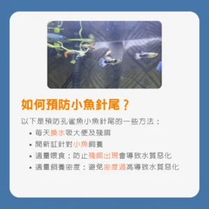 如何預防孔雀魚小魚針尾？